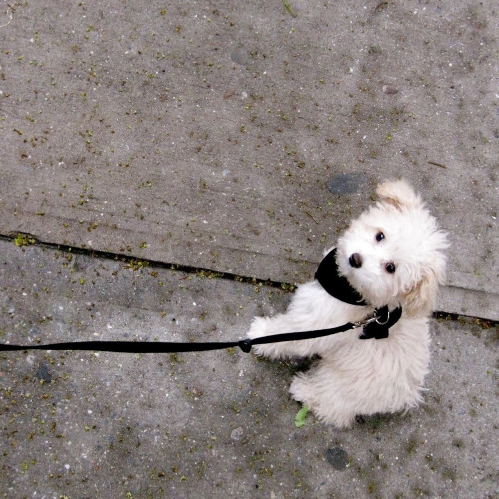 Meet your Posher, RL